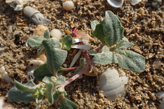 Atriplex laciniata