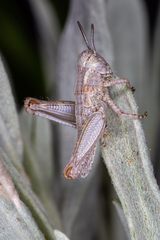Melanoplus bowditchi