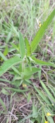 Verbena incompta
