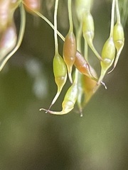 Dicranella heteromalla