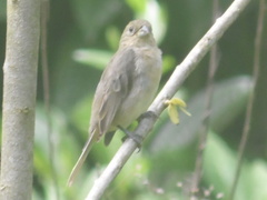 Sporophila