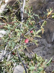 Berberis haematocarpa