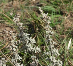 Artemisia absinthium