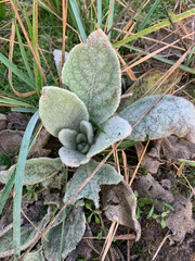 Verbascum thapsus