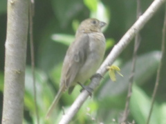 Sporophila