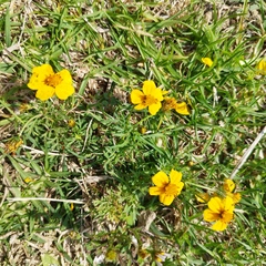 Bidens anthemoides