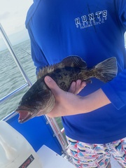 Mycteroperca microlepis