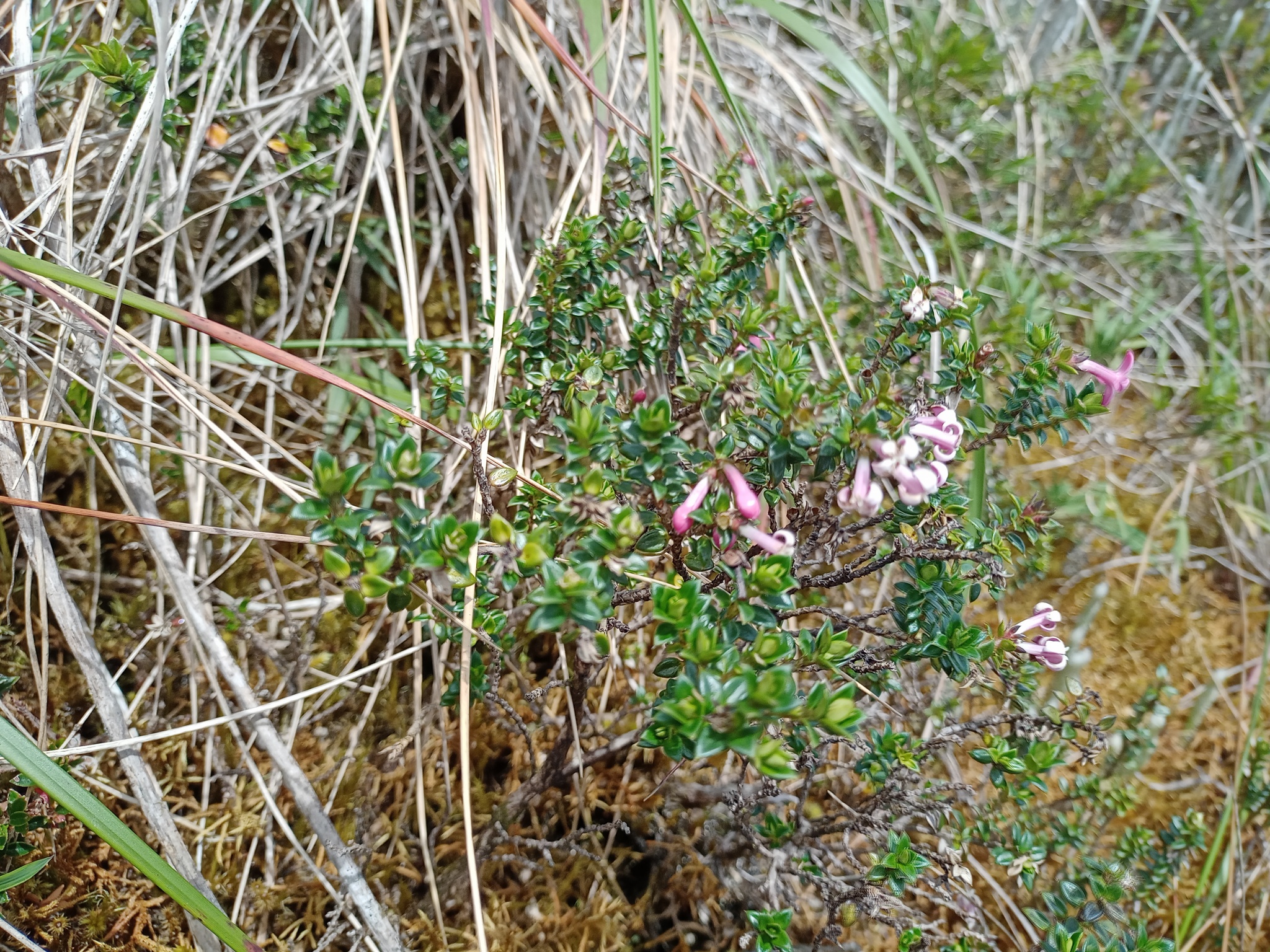 Arcytophyllum image