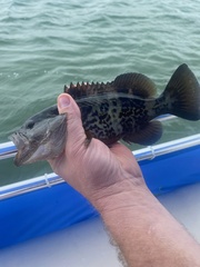 Mycteroperca microlepis