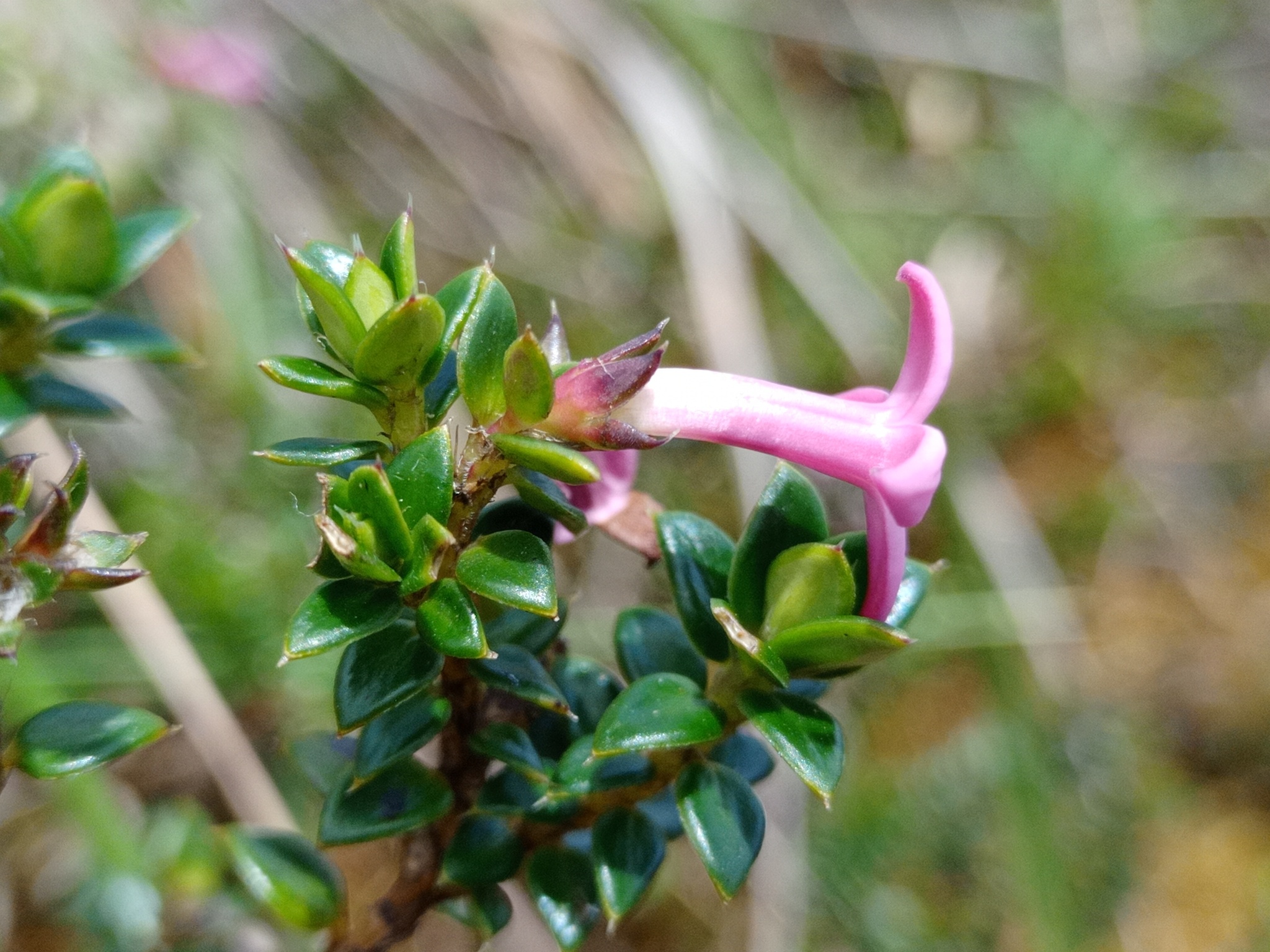 Arcytophyllum setosum image