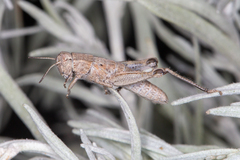 Melanoplus bowditchi canus