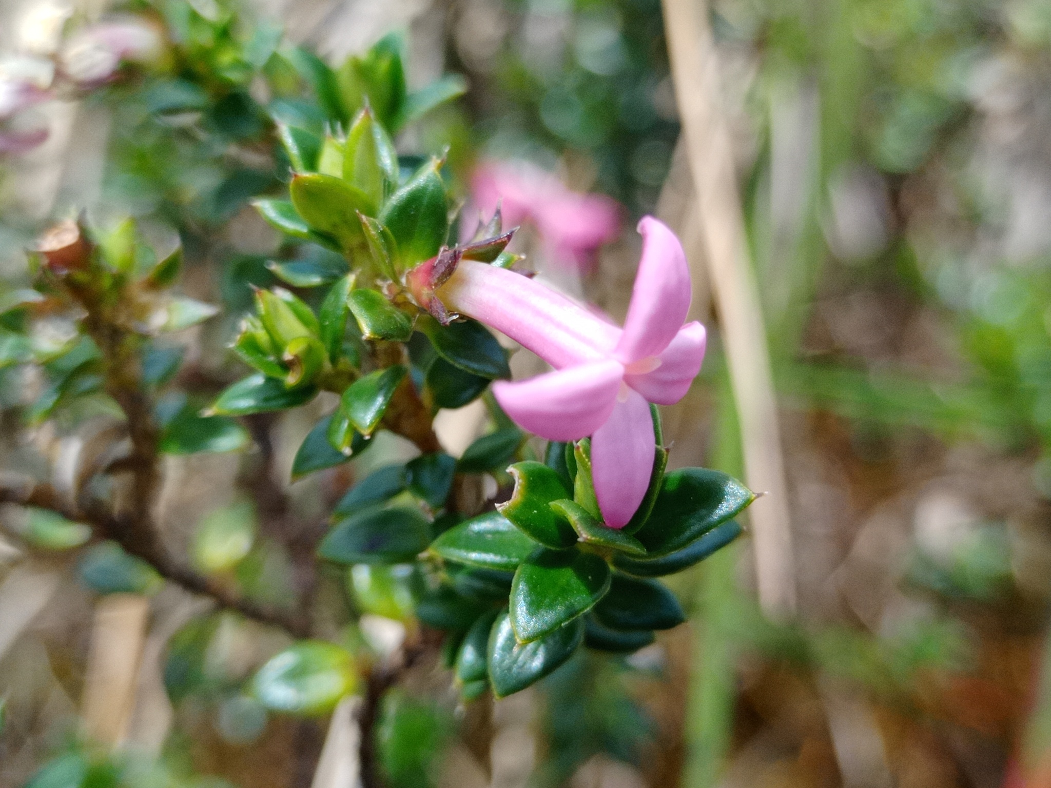 Arcytophyllum setosum image