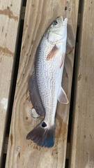 Sciaenops ocellatus