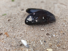 Choromytilus meridionalis