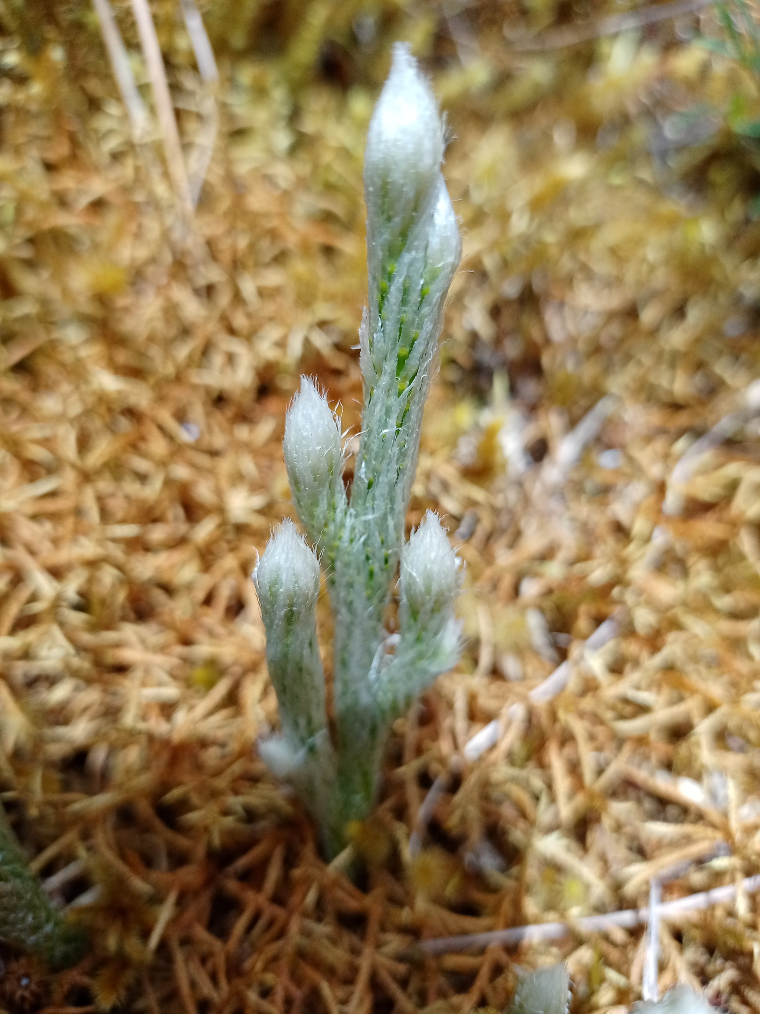 Lycopodium image