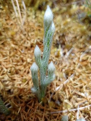 Lycopodium vestitum