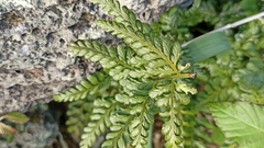 Asplenium billotii