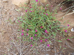 Hermannia coccocarpa