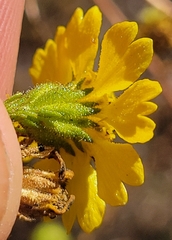 Deinandra