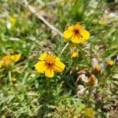 Bidens anthemoides