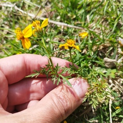 Bidens anthemoides