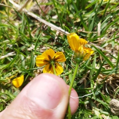 Bidens anthemoides