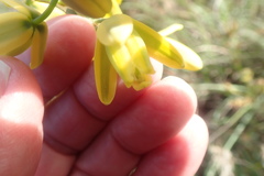 Albuca fragrans