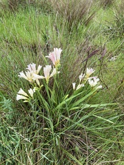 Freesia leichtlinii