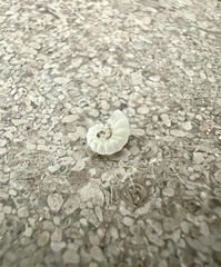 Spirula spirula