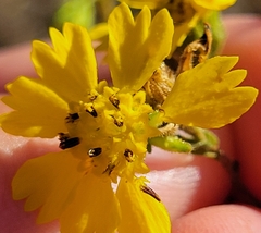 Deinandra