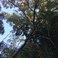 Buchanania arborescens