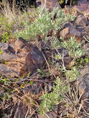 Searsia magalismontana magalismontana