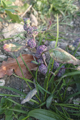 Chenopodium betaceum