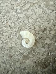 Spirula spirula