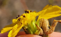 Deinandra
