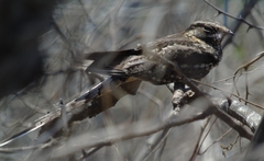 Hydropsalis torquata
