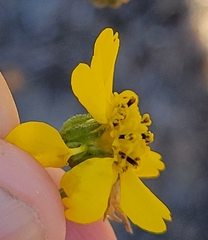 Deinandra
