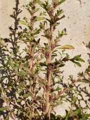 Image of Amaranthus albus