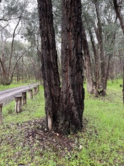 Eucalyptus sideroxylon