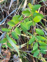 Betula pumila