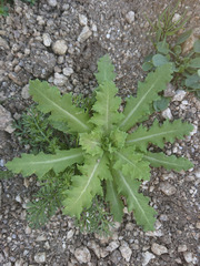 Papaver somniferum