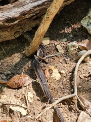 Pholidoscelis auberi