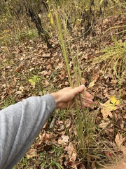 Andropogon gyrans