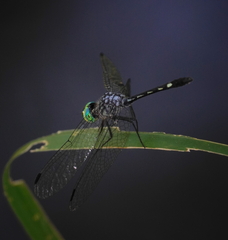 Micrathyria spinifera