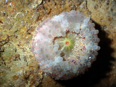 Aulactinia verrucosa