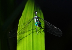 Micrathyria spinifera