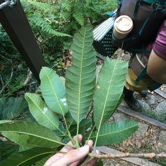 Buchanania arborescens