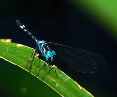 Micrathyria spinifera