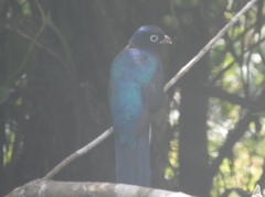 Trogon viridis