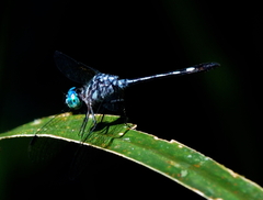 Micrathyria spinifera